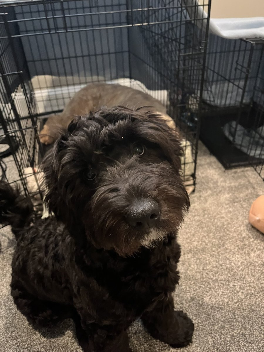SoberNevada's tweet photo. Stanley says “Sorry about no stream today, but here’s a cute picture of me :)” https://t.co/E2cf5Md1bN