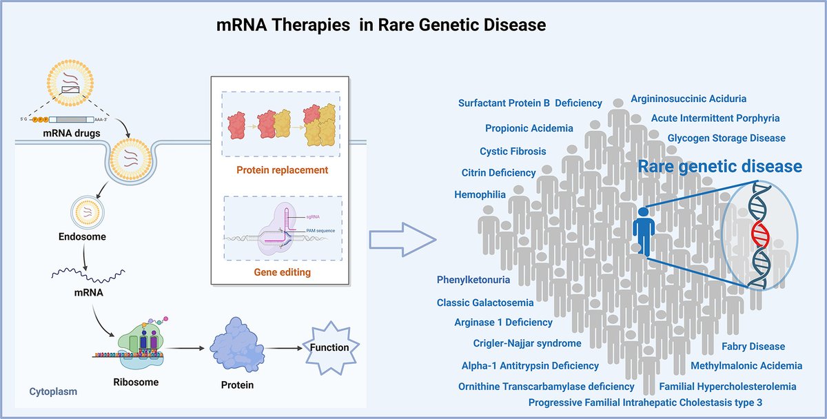 mRNA therapies: Pioneering a new era in rare genetic disease treatment. | Yang Yang @SCUCN | [50 days' free access] #mRNAdelivery #LipidNanoparticle #GeneEditing authors.elsevier.com/a/1iwB1cI2-5wcV
