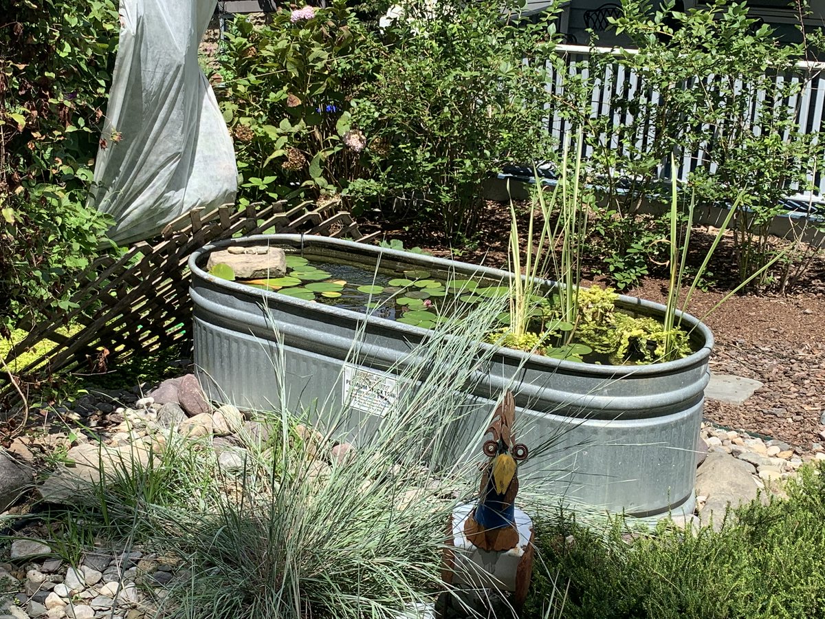 Garden Tip of the Day: Do not be alarmed if your pond turns green from algae bloom—this is natural until your water plants fill the surface area. Add a barley ball to combat it for now. #gardendc #gardening #gardenhacks #gardentips #gardeningtipsforbeginners #gardeningtips