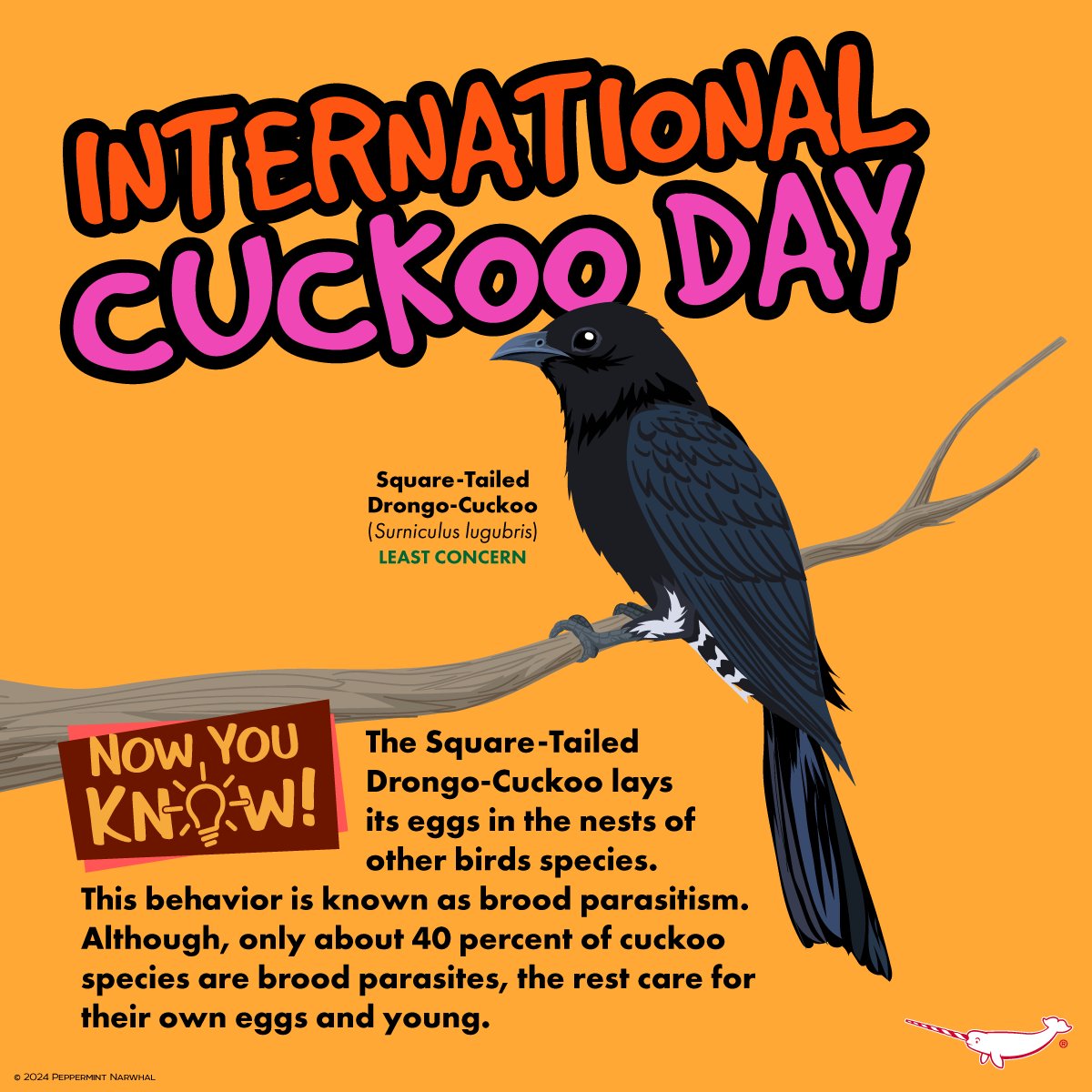 #InternationalCuckooDay #NowYouKnow #SquareTailedDrongoCuckoo Shop #PeppermintNarwhal: peppermintnarwhal.com #WorldCuckooDay #CuckooDay #Cuckoo #DrongoCuckoo