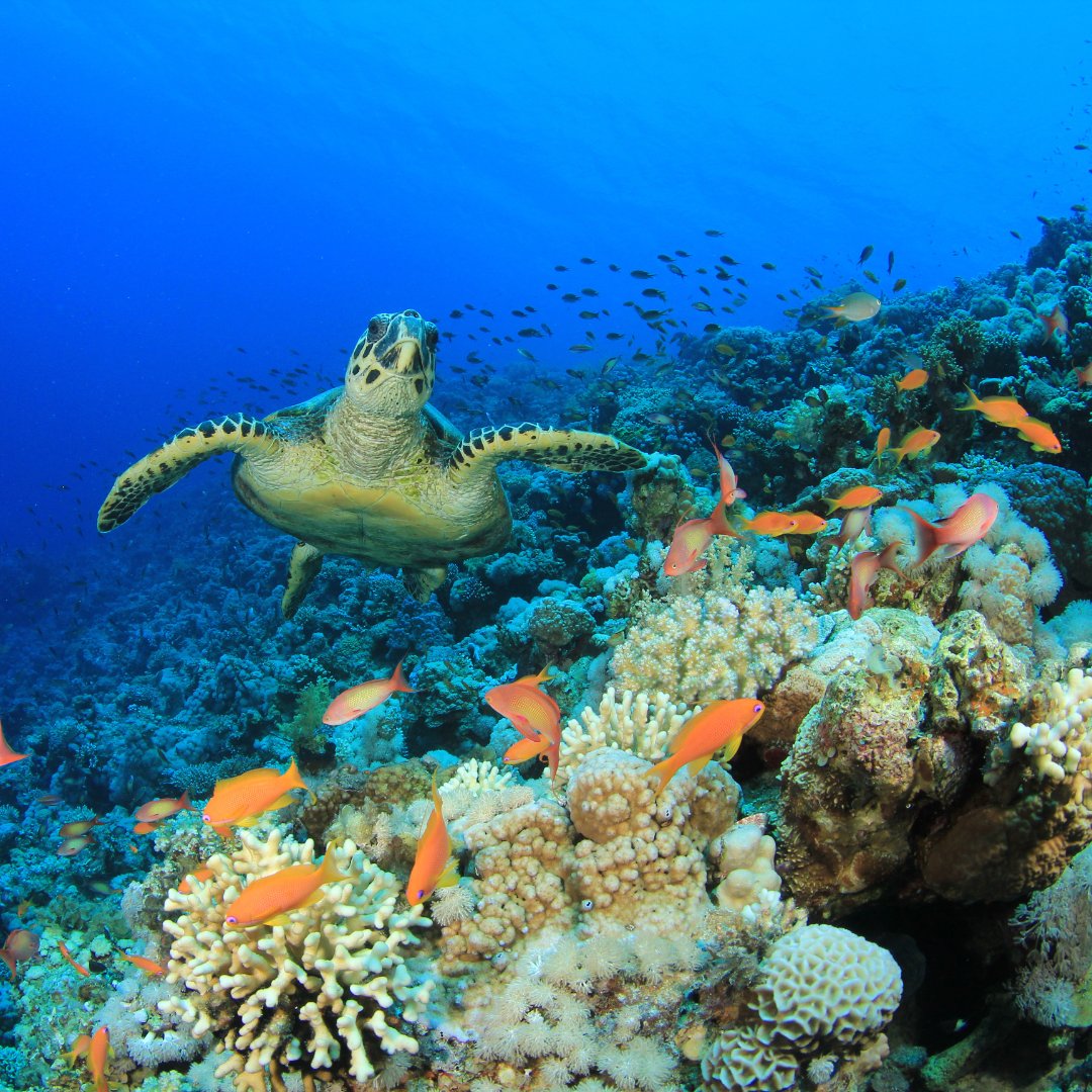 For the first time ever, we've launched our “Let’s Save Our Reefs!” campaign with Big Give Green Match Fund and we need YOUR support! Your contribution will be DOUBLED, making an even bigger impact! 👉 donate.biggive.org/campaign/a0569… #SaveOurReefs #BigGiveGreenMatchFund