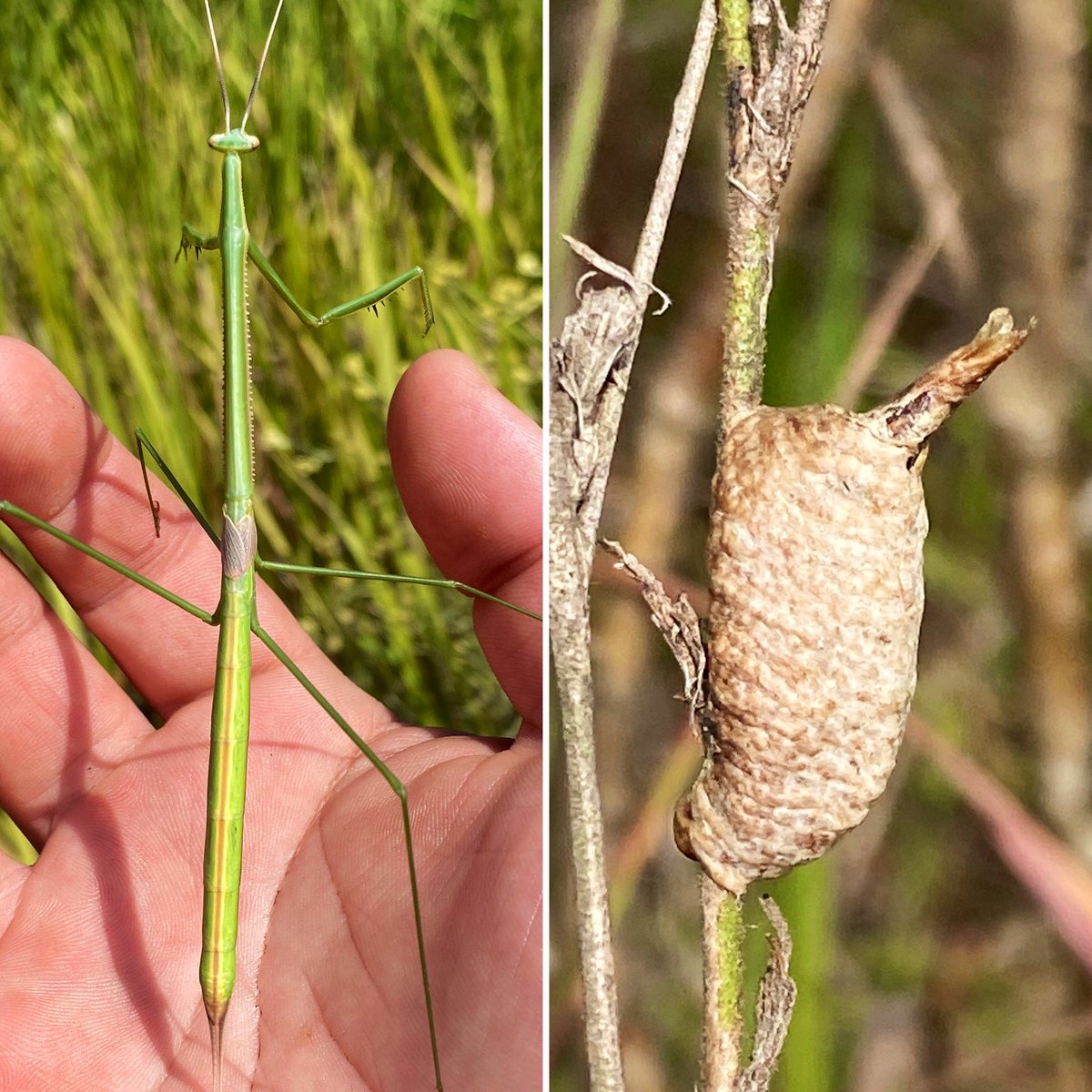 Mientras colectábamos en Río de Janeiro, logramos encontrar una población de Brunneria brasiliensis, una “mantis grass” poco común en ese estado. Su ooteca (saco de huevos) es especial porque tiene una sola salida tubular para todas las ninfas. 📸: @piskomantis; @EspacePourLaVie