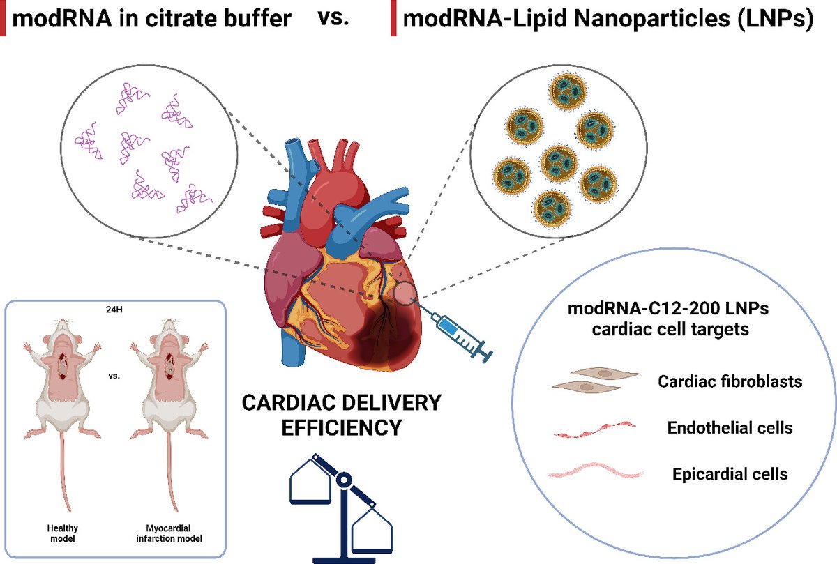 Cardiac delivery of modified mRNA using lipid nanoparticles: Cellular targets and biodistribution after intramyocardial administration. | P. Vader @UMCUtrecht | @CRSBeNeLuxFr @VaderPieter [50 days' free access] #CardiacDelivery #ModifiedmRNA authors.elsevier.com/sd/article/S01…