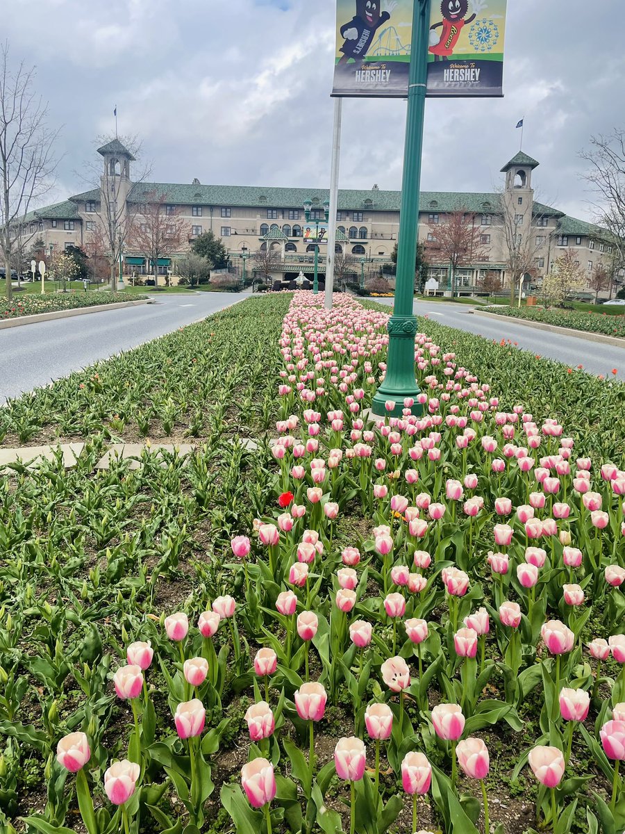 Tulip growing in progress 🏰 Hotel Hershey 
#hotelparadise #FlowersOfTwitter #tulip #garden #resort #hersheypa