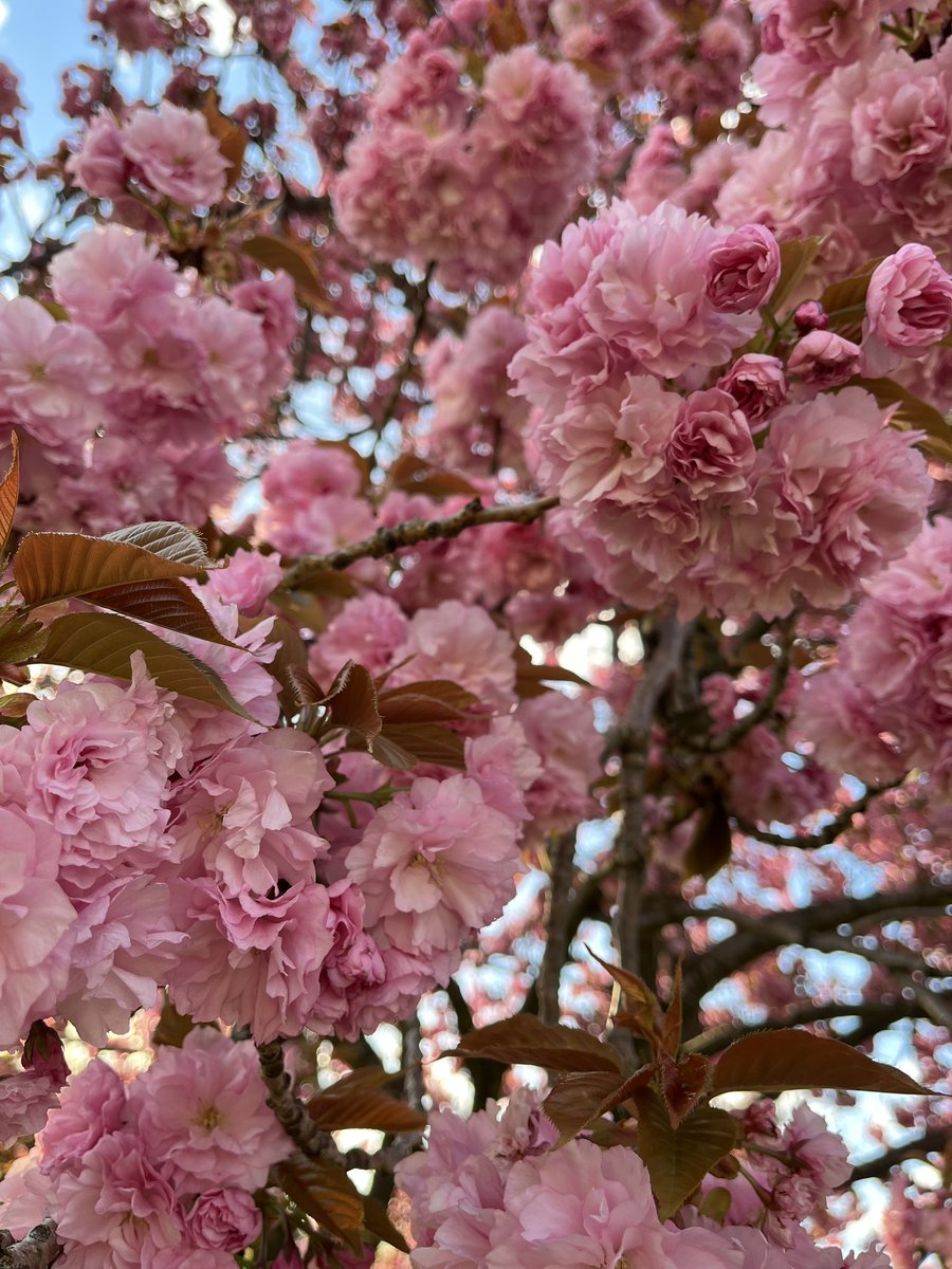 kazuen's tweet photo. 八重桜が満開です。とっても綺麗！ https://t.co/CpjVRnIaM3