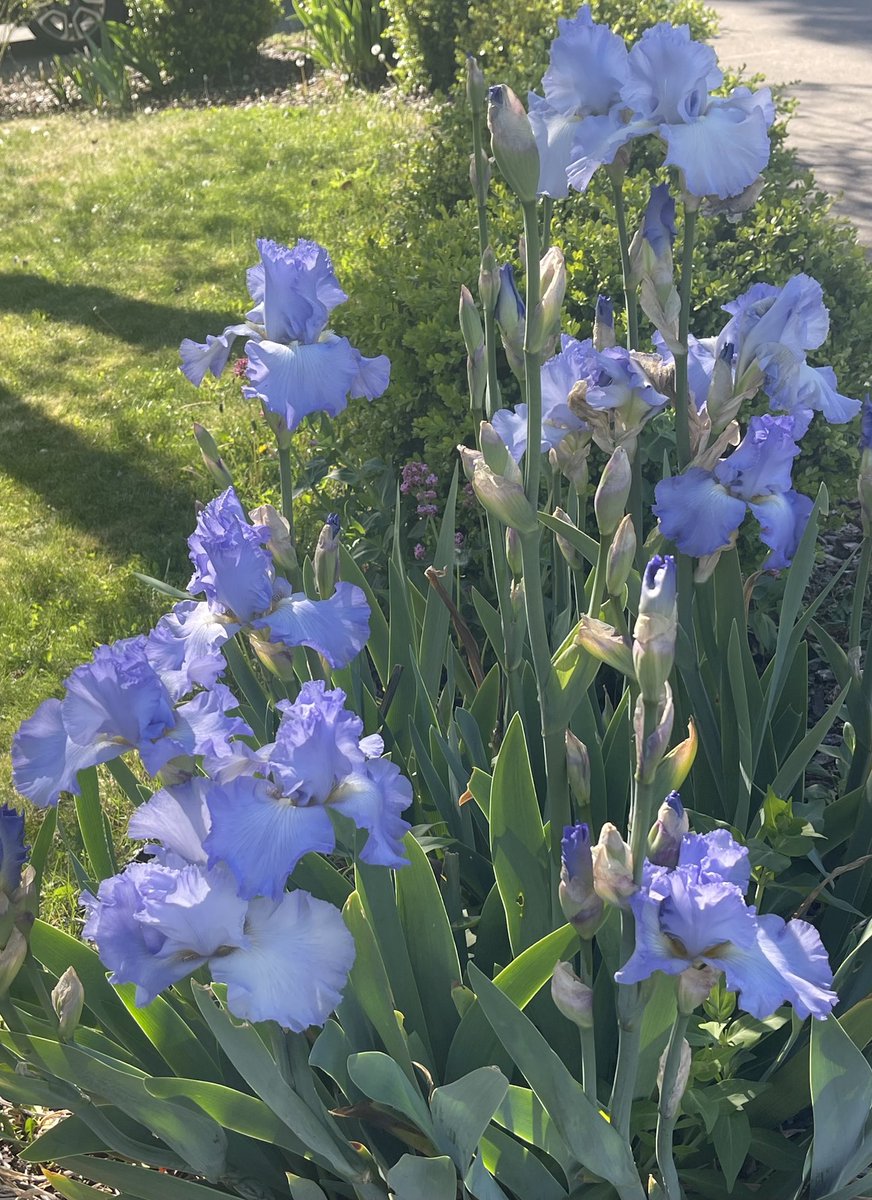 The season of irises is too lovely, too short. Last year (presumably because of low rainfall) we had almost none (roses, same!! 🤯) This year their grace abounds. Here’s a dollop of purpliciousness for your viewing pleasure. 😊