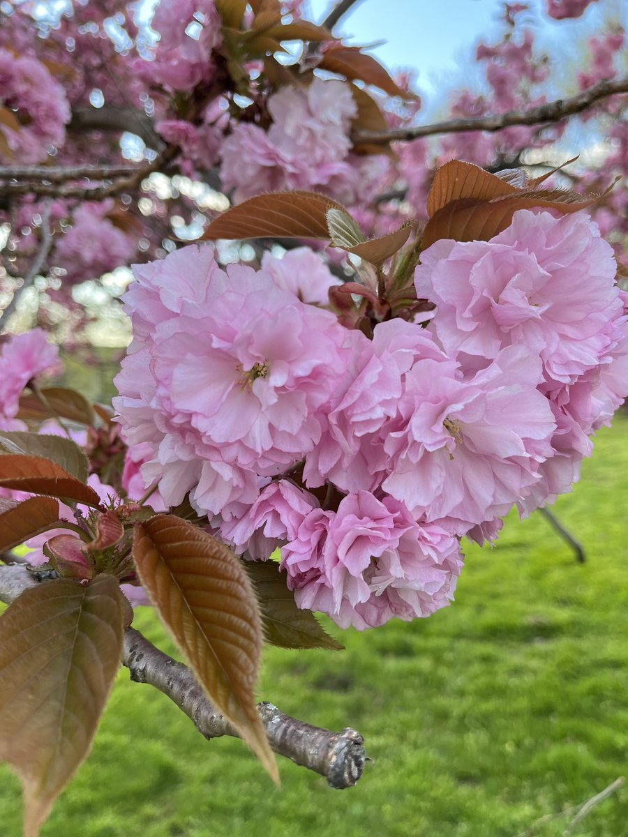 kazuen's tweet photo. 八重桜 https://t.co/cdH2NRaW62