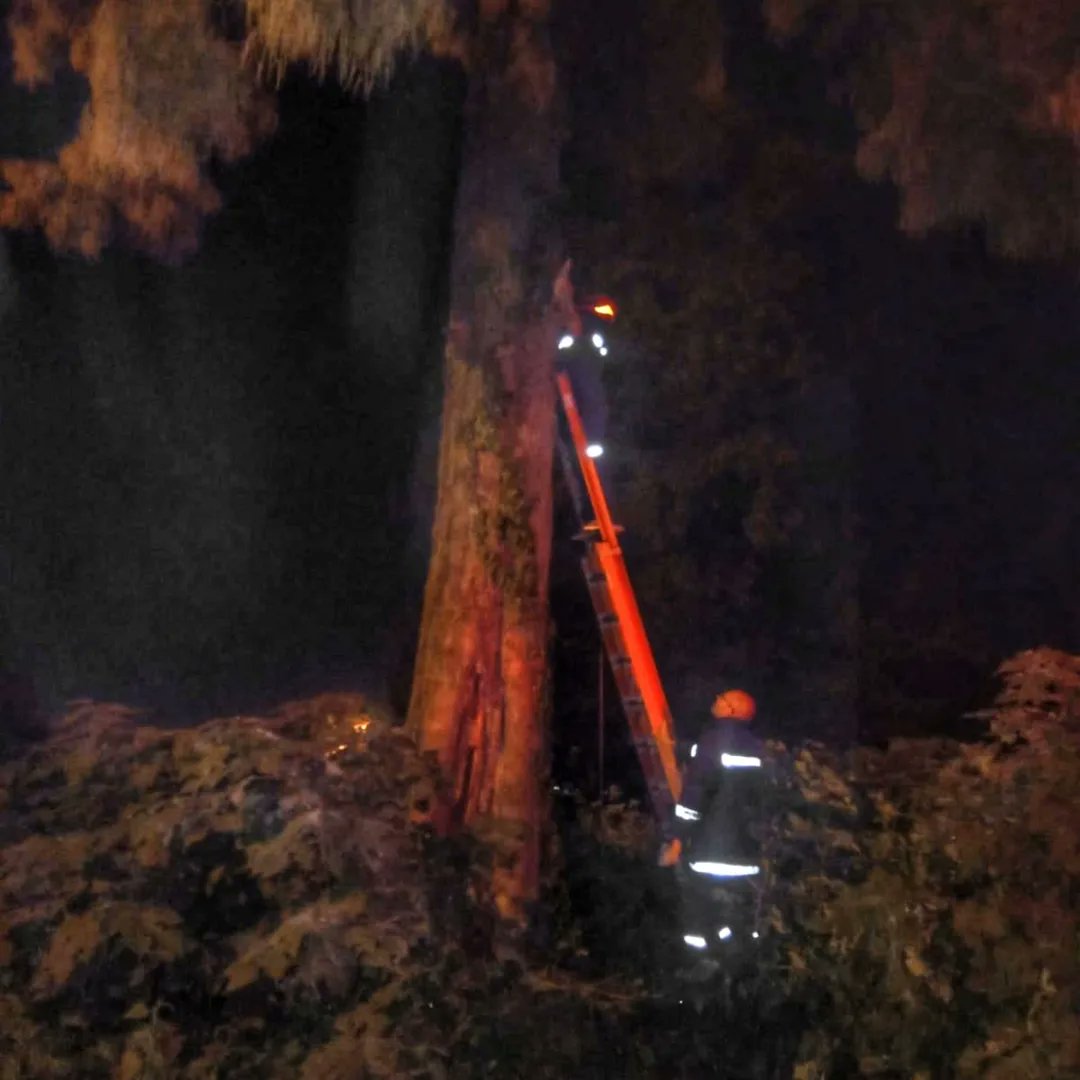 Siendo la hora 20:37 se constituye una dotación en calle Chaco,  entre Cerrito y Tagnard, a rescatar un felino que se encontraba arriba de un árbol.👨‍🚒🚨🔥🚒🇦🇷
.
.
.
.
#RescateAnimal #Felino #Gato #Gualeguay #Bomberos #BomberosVoluntarios #BomberosGualeguay