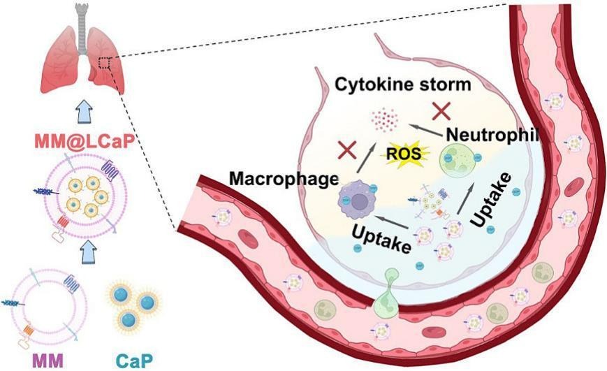 Hybrid biomineralized nanovesicles to enhance inflamed lung biodistribution and reduce side effect of glucocorticoid for ARDS therapy. | Zhiping Zhang @HUST_China | [50 days' free access] #nanovesicle #LungDelivery authors.elsevier.com/a/1iwxUcI2-5weu