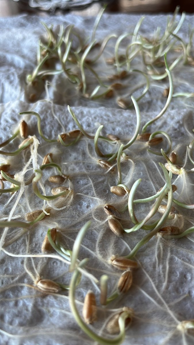 Germination test looks good. Can’t wait to get some whisky planted this spring!