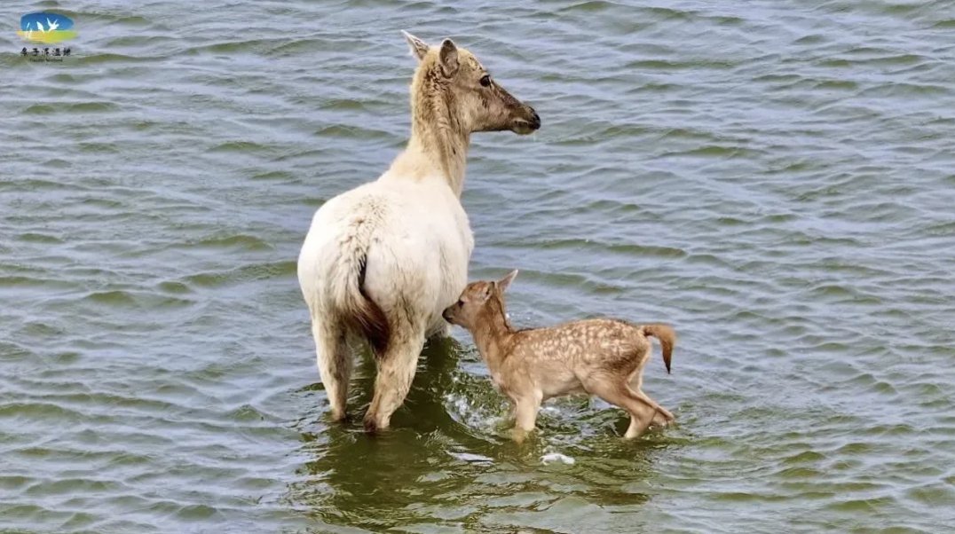 Prepare to be charmed by the newest addition🦌 to our ecological family! At Dafeng Elk National Nature Reserve in Yancheng, #Jiangsu, the first baby elk of the year made its debut. This little one is absolutely adorable! #EcoJiangsu