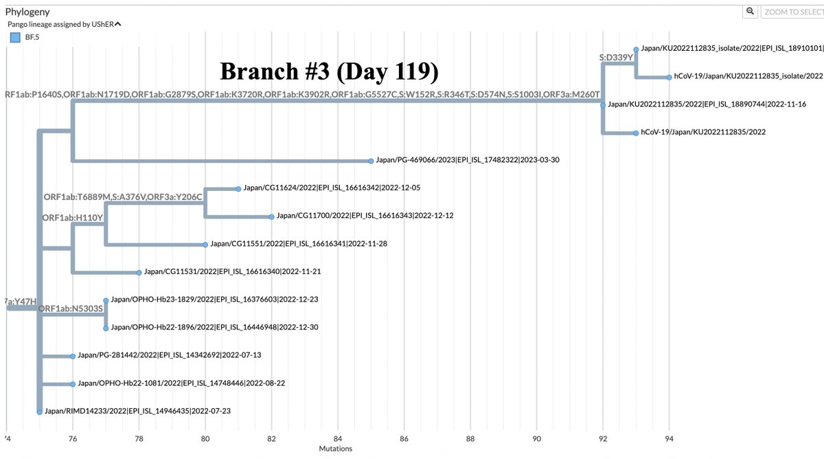 This patient was treated w/molnupiravir in the 1st 5 days of infection. All 3 branches share a MOV mutational signature. Incredibly, there are *zero* shared private mutations btwn the four sequences. MOV likely created an enormous amount of genetic diversity, which...