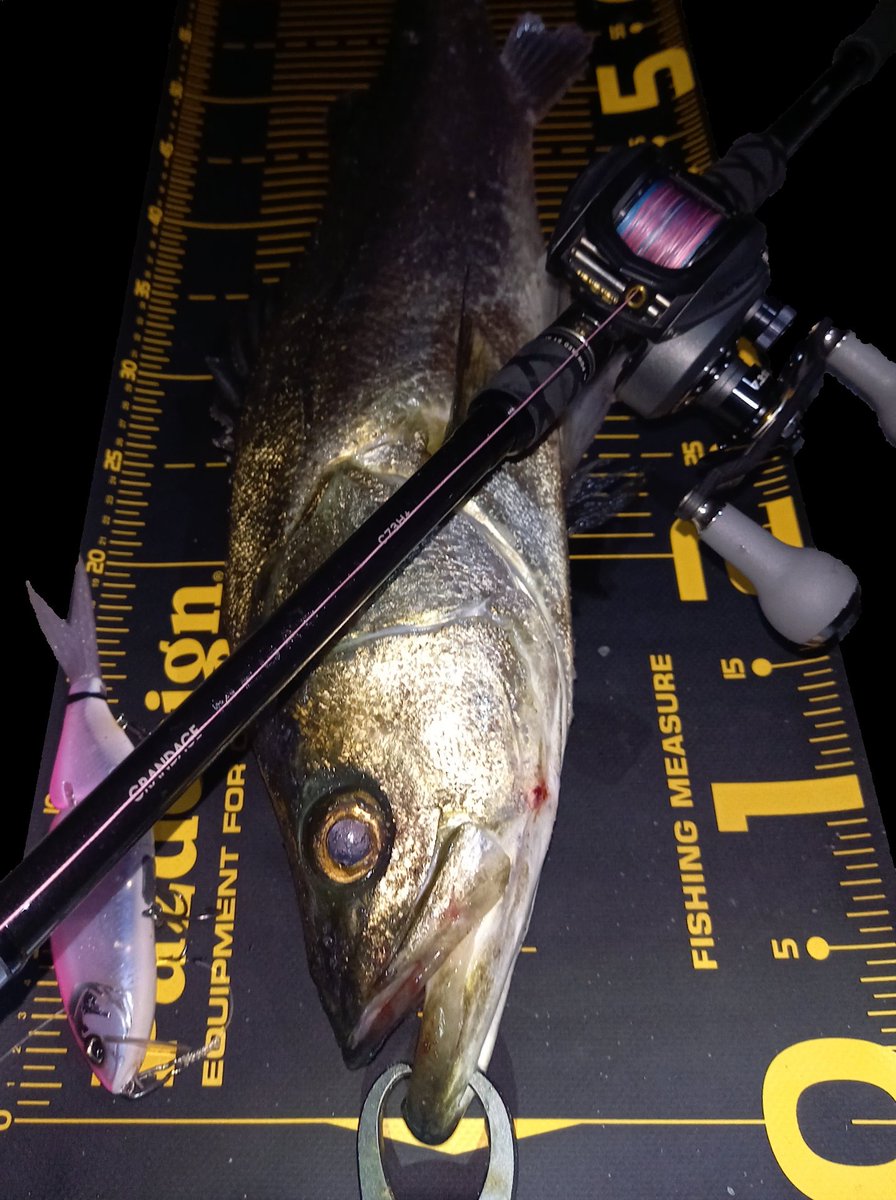 sumida_hunter's tweet photo. 仲間と2人で2箇所回って2人ともK9で2バラシした後タイニーでホゲ回避🎣
2のつく日でした😐
 #APIA #MEGASOUL
 #C73Hplus  #タイニークラッシュ https://t.co/06h5004G30