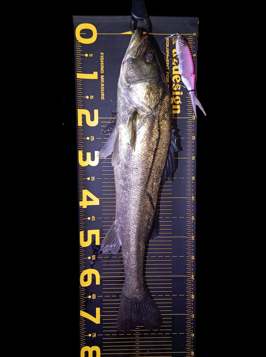 sumida_hunter's tweet photo. 仲間と2人で2箇所回って2人ともK9で2バラシした後タイニーでホゲ回避🎣
2のつく日でした😐
 #APIA #MEGASOUL
 #C73Hplus  #タイニークラッシュ https://t.co/06h5004G30