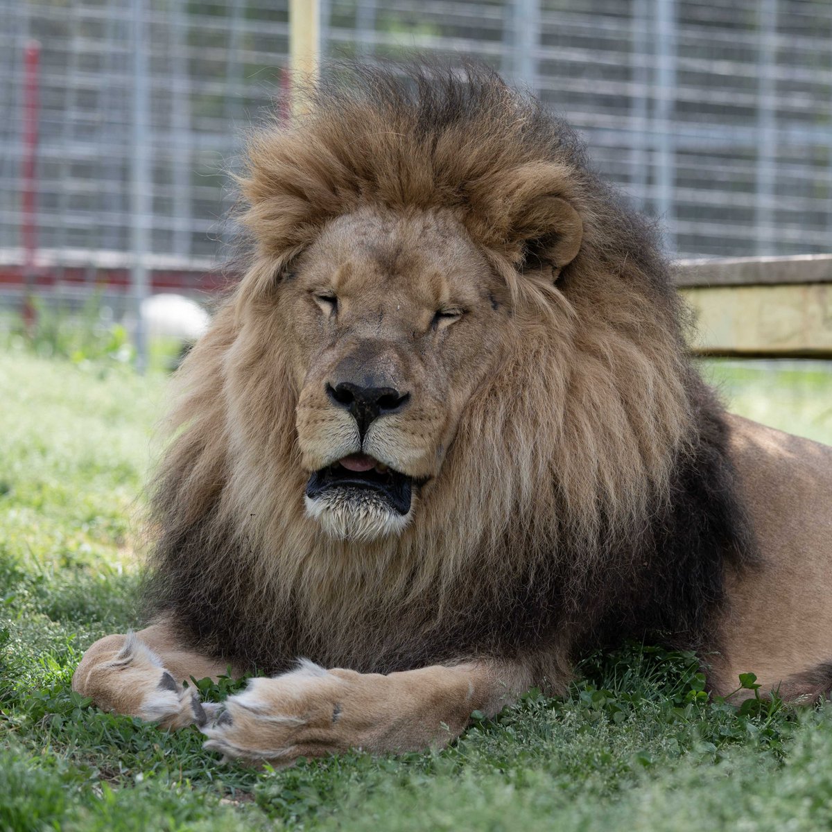 Simba Lion, 'I am not sleepy, I'm not sleeping...   SNORE......'
Hoping everyone had a roaring wonderful Saturday.

#lions #lion #TCWR #TurpentineCreek #GFAS #GlobalFederationAnimalSanctuaries #RescueToRefuge #FundFreedom #Sanctuary #BigCat #Cats #sleepycat