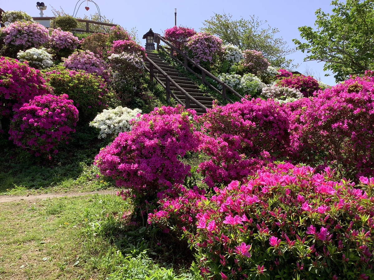 【開花状況】

館山城周辺のツツジの様子

＝＝＝＝＝＝＝＝＝＝＝＝
ご質問・お問合せはこちら
城山公園管理事務所　9:00～17:00
電話　0470-22-8854

HPはこちらからどうぞ
tsukahara-li.co.jp/tateyama/

#千葉県館山市 #城山公園 #ツツジ