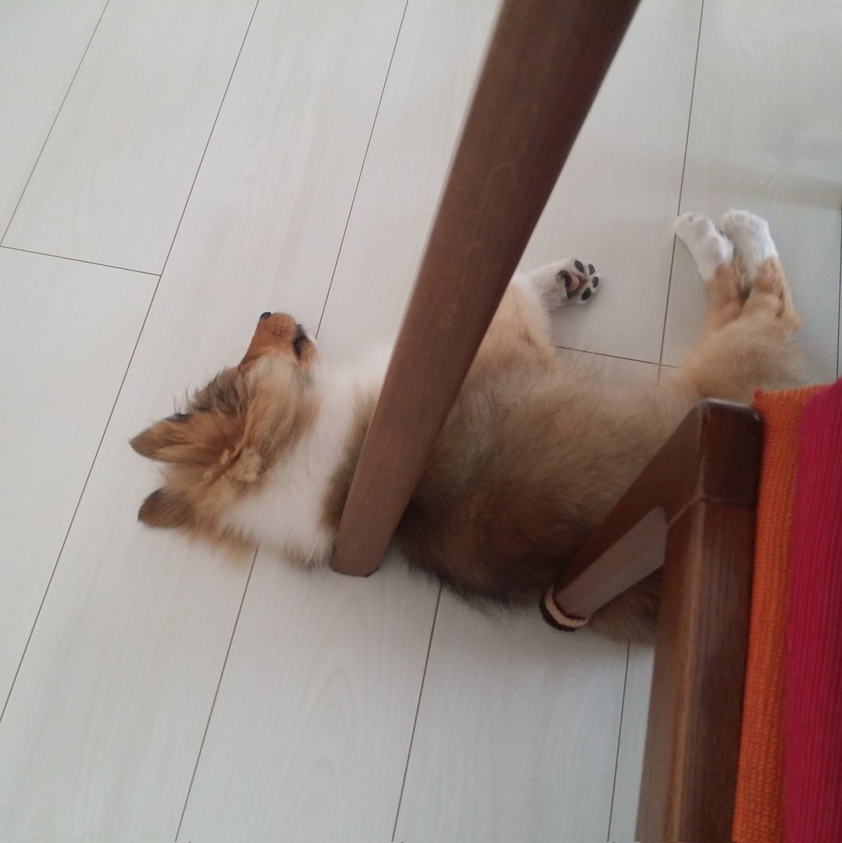 お迎え初日　堂々のゴロ寝..Zzz
#シェルティ春のパピー祭り