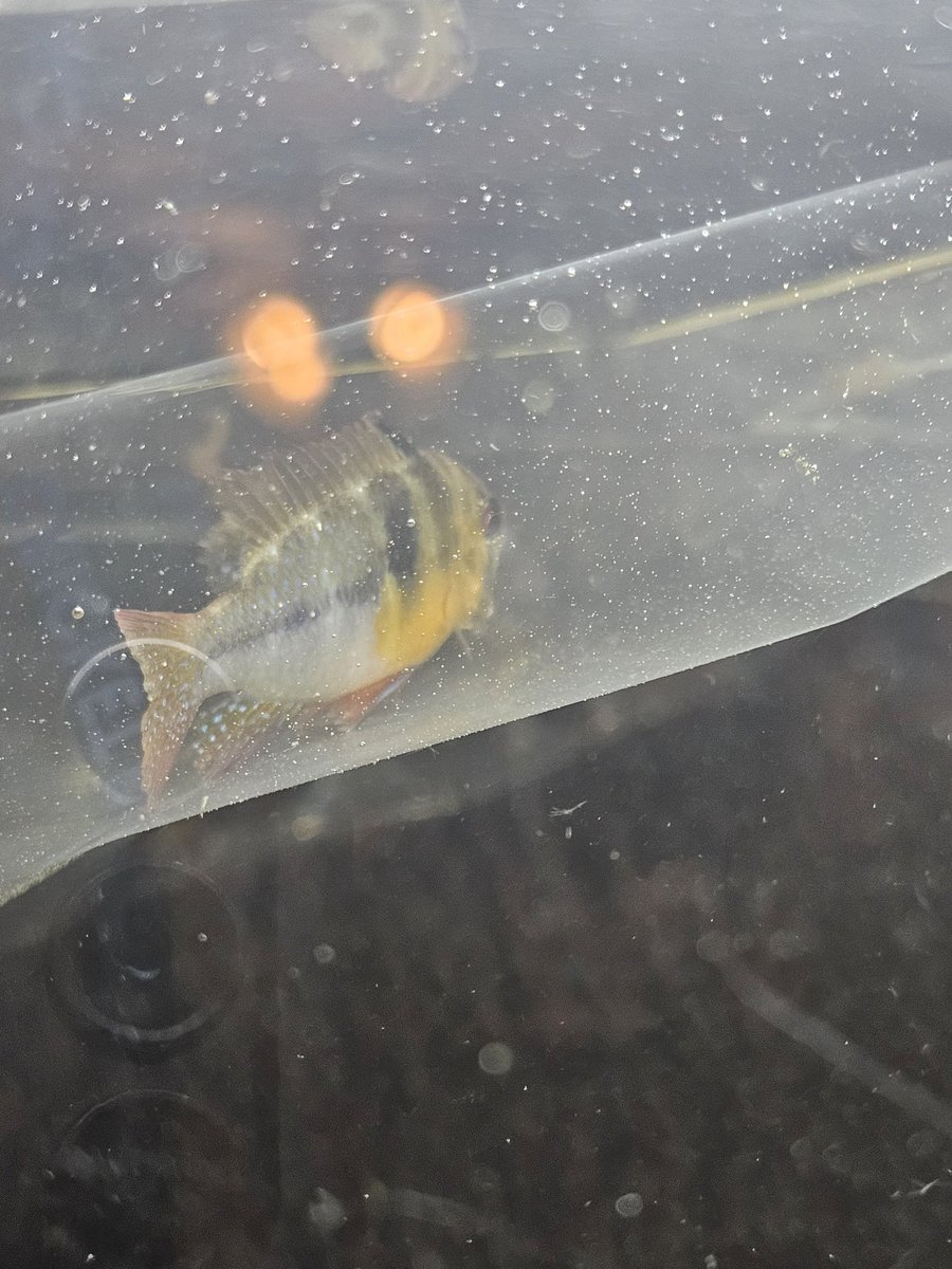 Got my first cichlid! A Blu Ram Cichlid and this dude is beautiful!