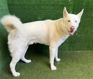 🐶 Name: Yukon 💛 🕐 Time Remaining: 7 days 📍Location: Lancaster, CA Save me: dogsindanger.com/dog.jsp?did=17… #california #dog #adoption