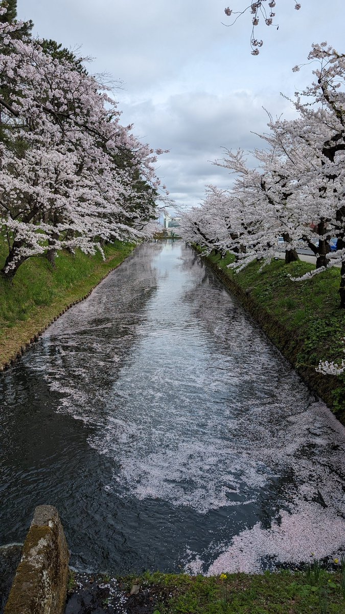 今日も弘前公園にいます🌸 明日明後日には花筏が見頃になるかと思います