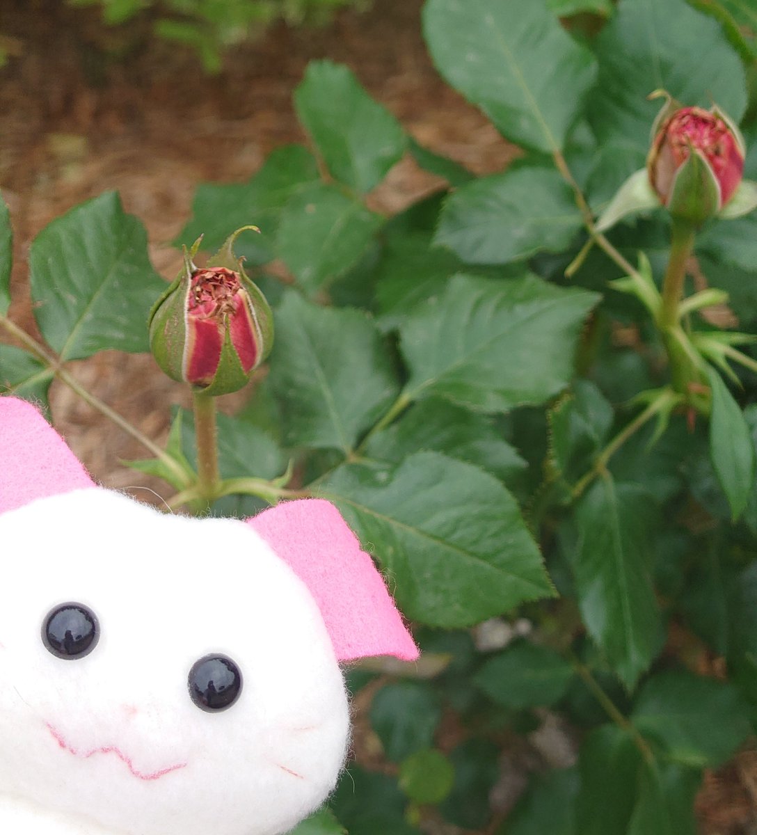 薔薇園をお散歩♥

あ、お花みっけ！
こんにちは〜。

まだつぼみが多いね。

５月が楽しみ💚💛

#ぬいぐるみの時間 #ぬいどり #ばら #ローズガーデン