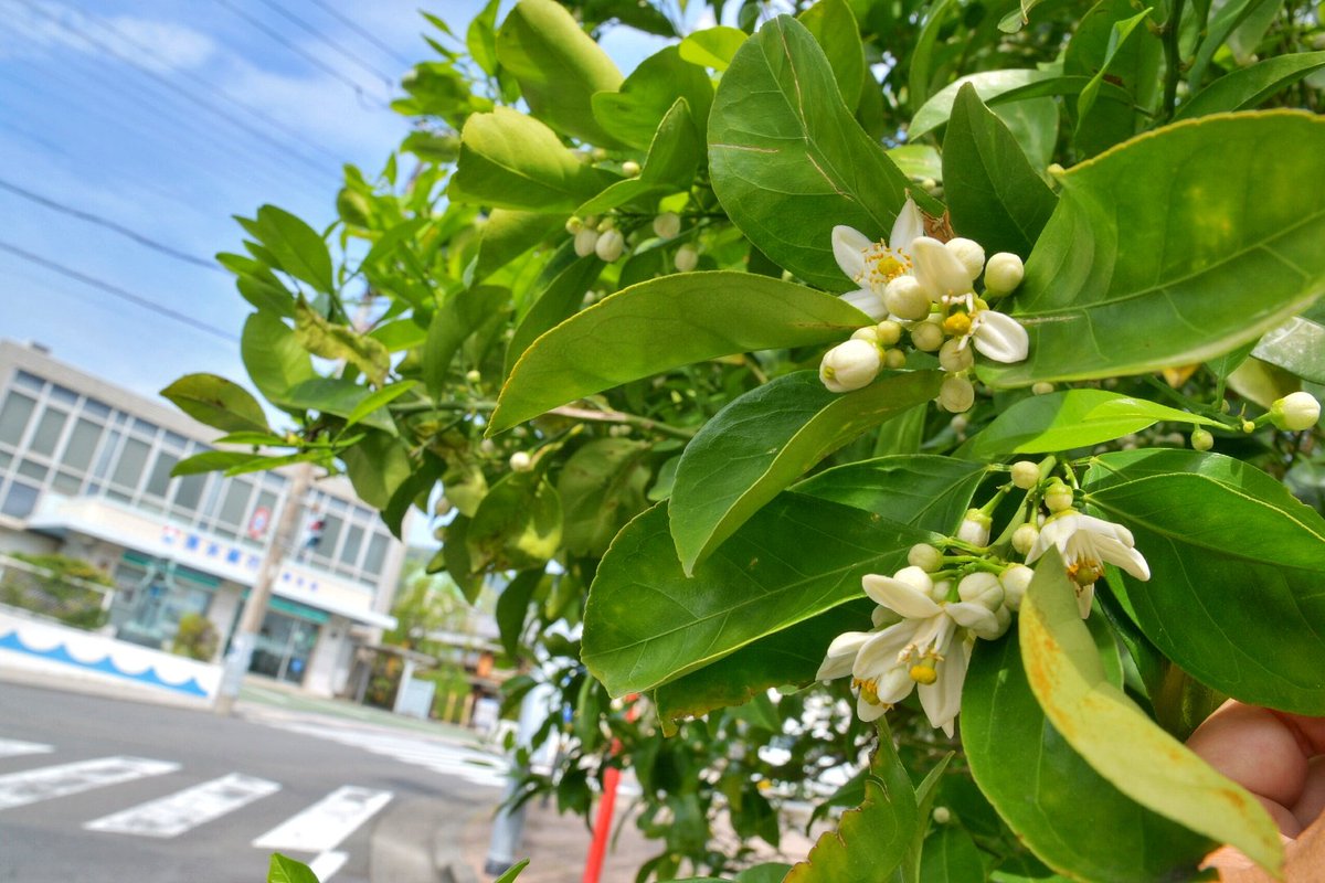 み～かん～の花が♪
咲～いて～いる♪

童謡「みかんの花咲く丘」
は、伊東市の亀石峠の風景が基になったとされています。富士市出身の加藤省吾が作詞しました。市内では今、柑橘類の白い花が次々に咲き始めています。
#伊東 #伊東市