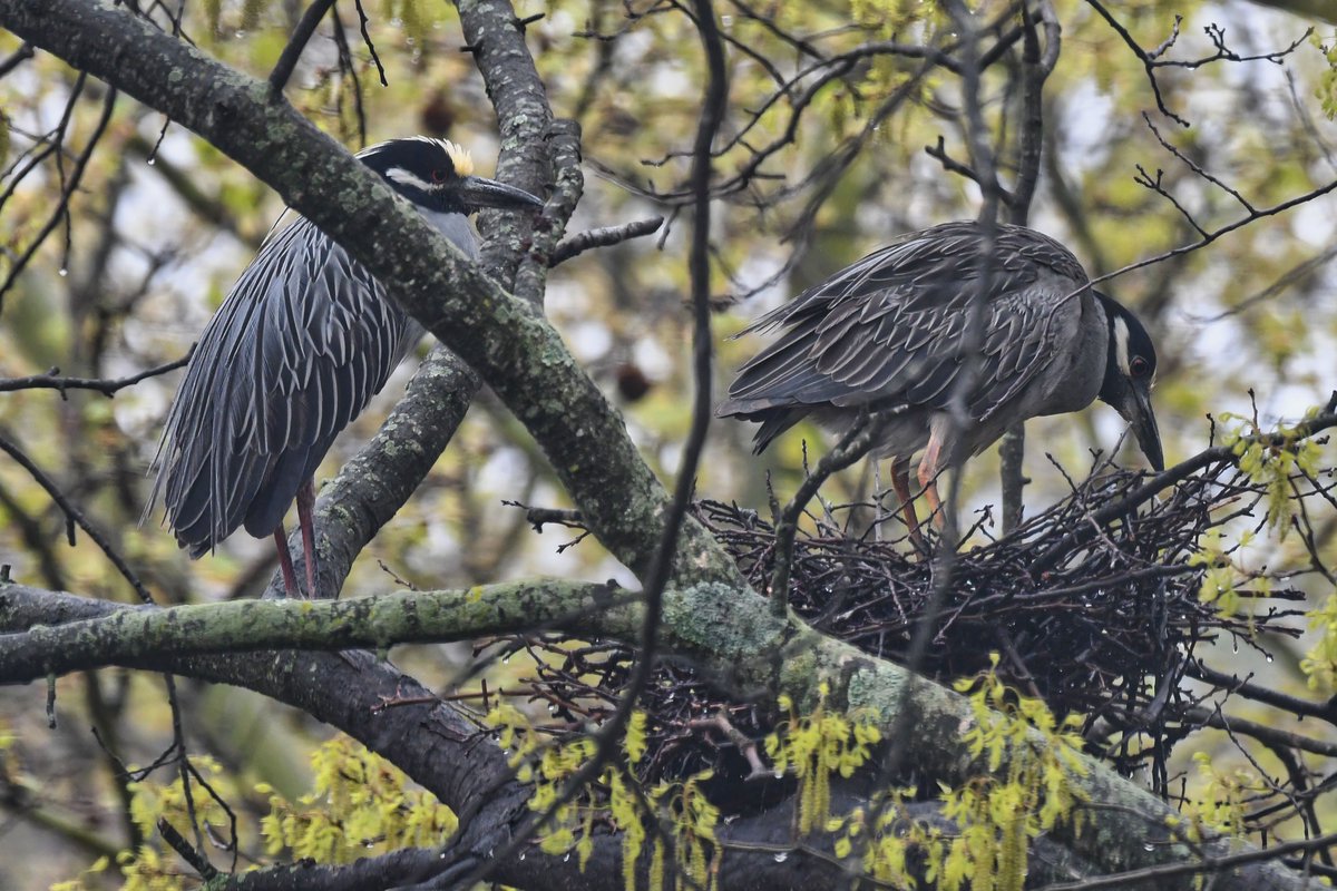 When your Yellow-crowned Night Heron partner bears gifts of nesting materials.