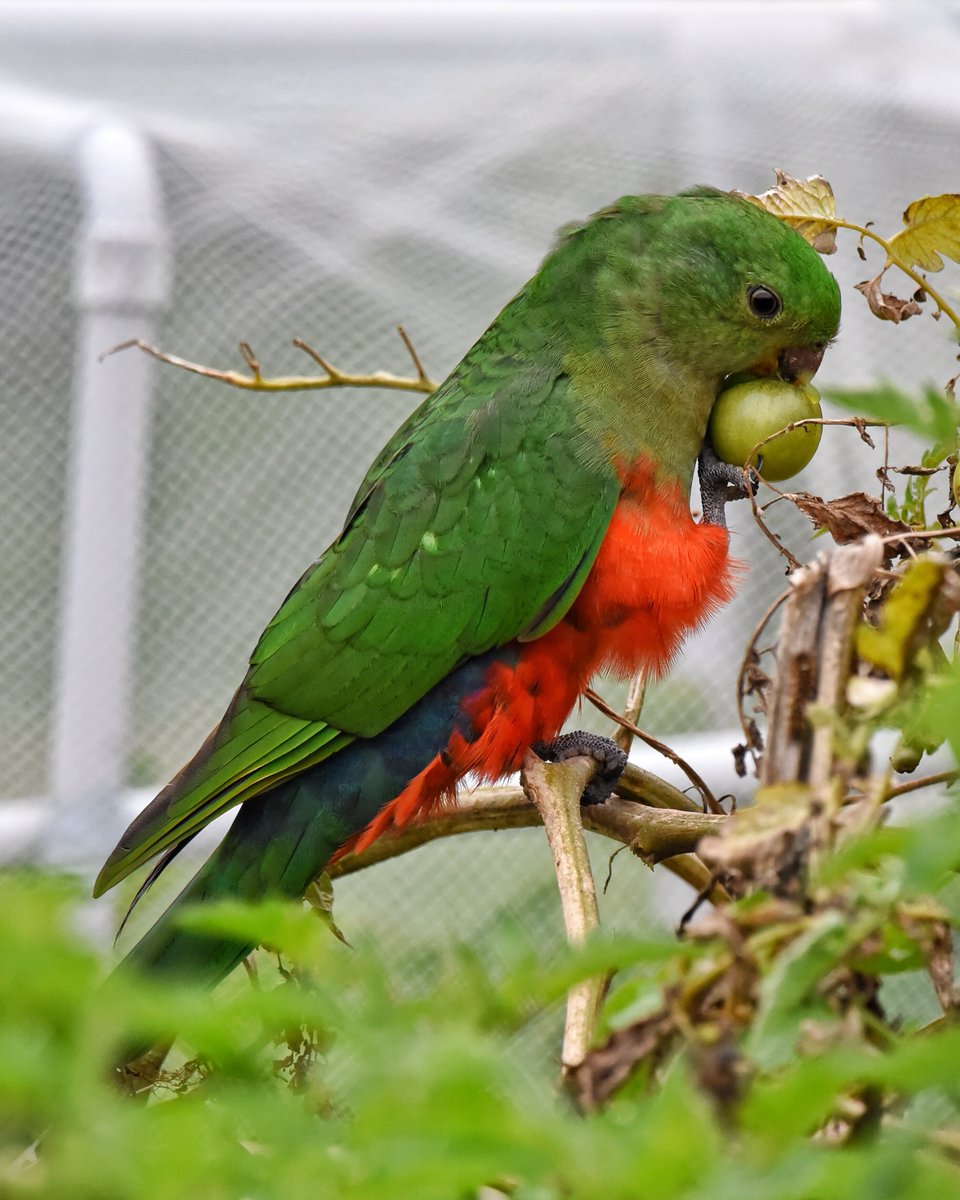 Green tomato relish?

#ozbirds #wildoz #kingparrot #birdsinbackyards