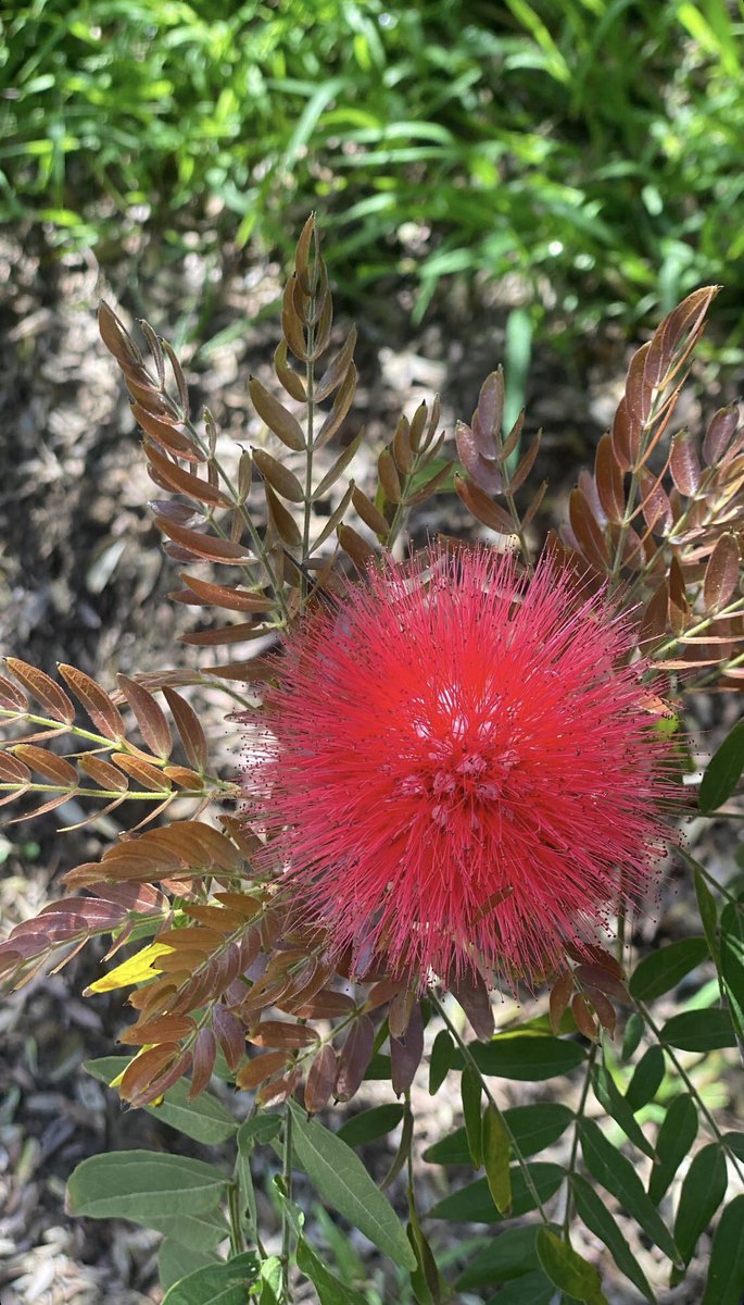 Life11697's tweet image. #spring #freedom #sunlight #flower 🌸