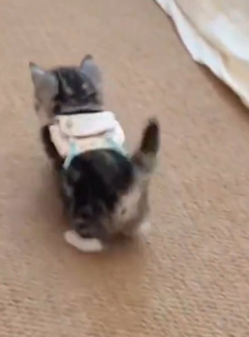 FaithDowling7's tweet photo. @RoyBurn94579266 

This adorable kitty is ready for school and wearing a backpack 🐱❤️. https://t.co/2IC1y4s92n