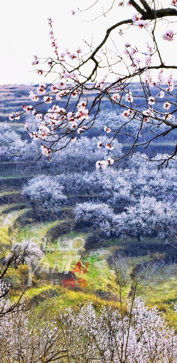 DiscoverYantai's tweet photo. 💮The countryside in #Muping District and #Laiyang City, #Yantai, comes alive with the spirit of new beginnings as the apricot blossoms bloom in full glory~💮 #HelloYantai
(Photo by Dong Lina & Liu Weifang) https://t.co/9pQu0KCLEd