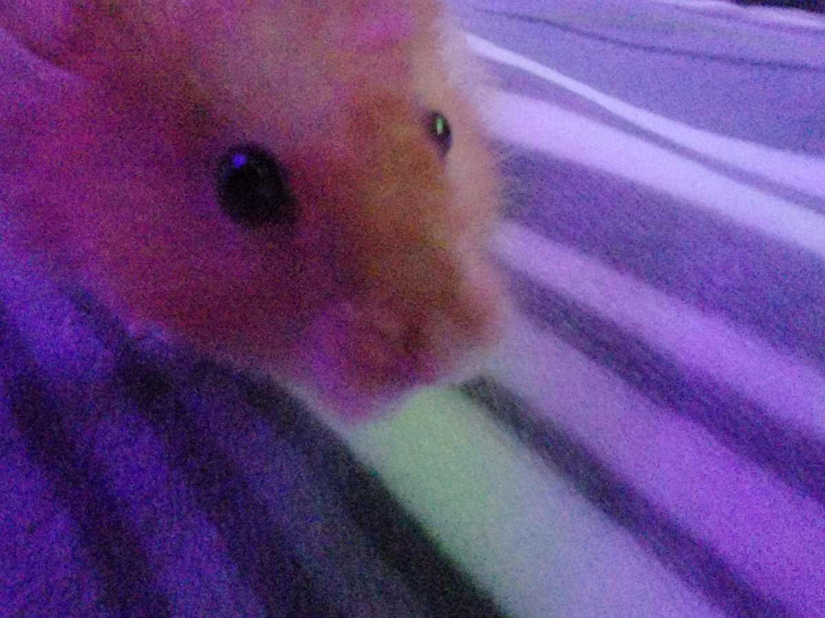 Mr Pickles the house mouse is on the go. Toe beans, go, go, go! 
He moves so fast the photos are blurry 😂
 #furryfriend #hamster #brightlights #busynights #kespukwitk #toebeans