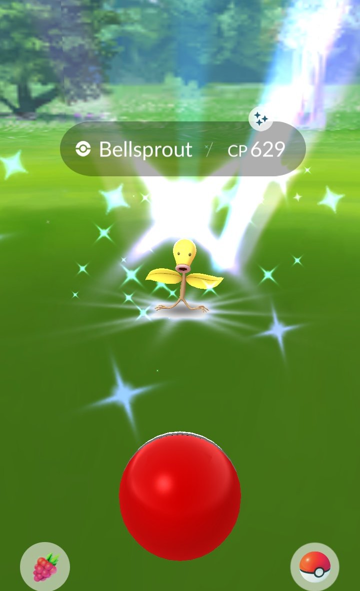 ROJOSHEHULK's tweet photo. Hi #Bellsprout 🟡🌕🌝💛🌼
💫❤️🔥🍓💎🌬️🌸
#poketrailz
#PokemonGOCommunityDay
#PokemonGOApp
#NianticAR https://t.co/vfaGpnBH44