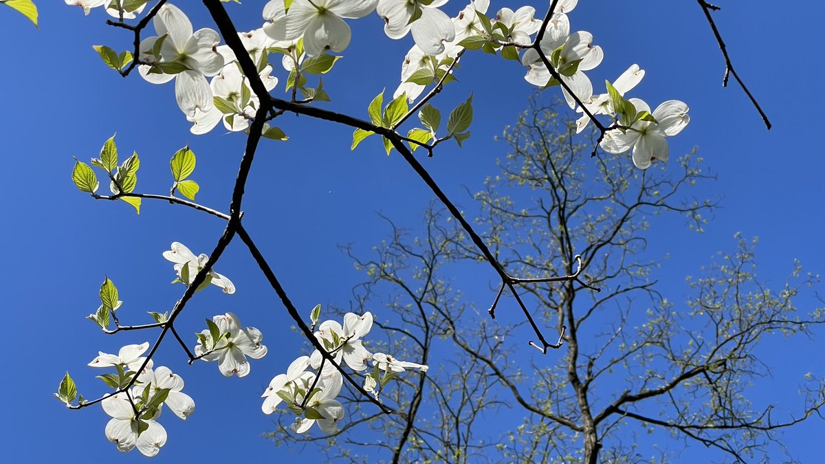 ScottDimmich's tweet photo. PHOTO OF THE DAY: A dogwood and blue. Taken this afternoon in Blue Ash.
#dogwood #blueash #blueashohio #springhassprung https://t.co/JfFMlWi5kT