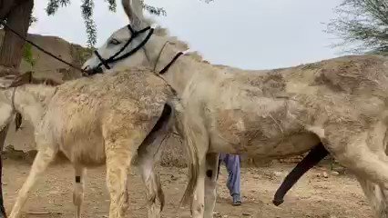 هذا بيلحس لك ههههههه