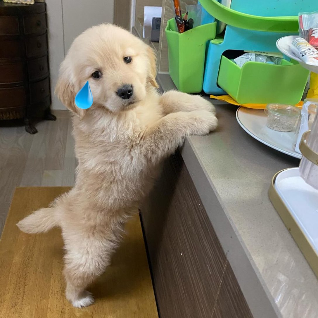 takemybear 🐶 tweet media