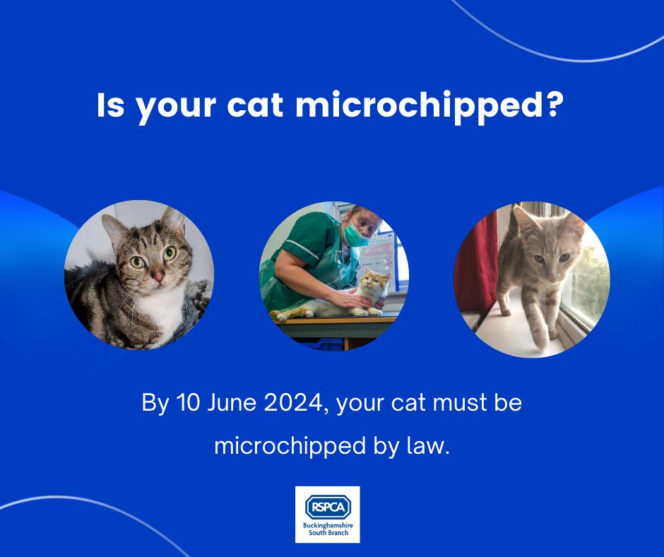 From 10 June, it will become law for your cat to be #microchipped gov.uk/government/new……  If you are worried about the cost of microchipping your cat, get in touch, we may be able to help. info@rspca-southbucks.org.uk Together we can end animal suffering in south Bucks. #rspca