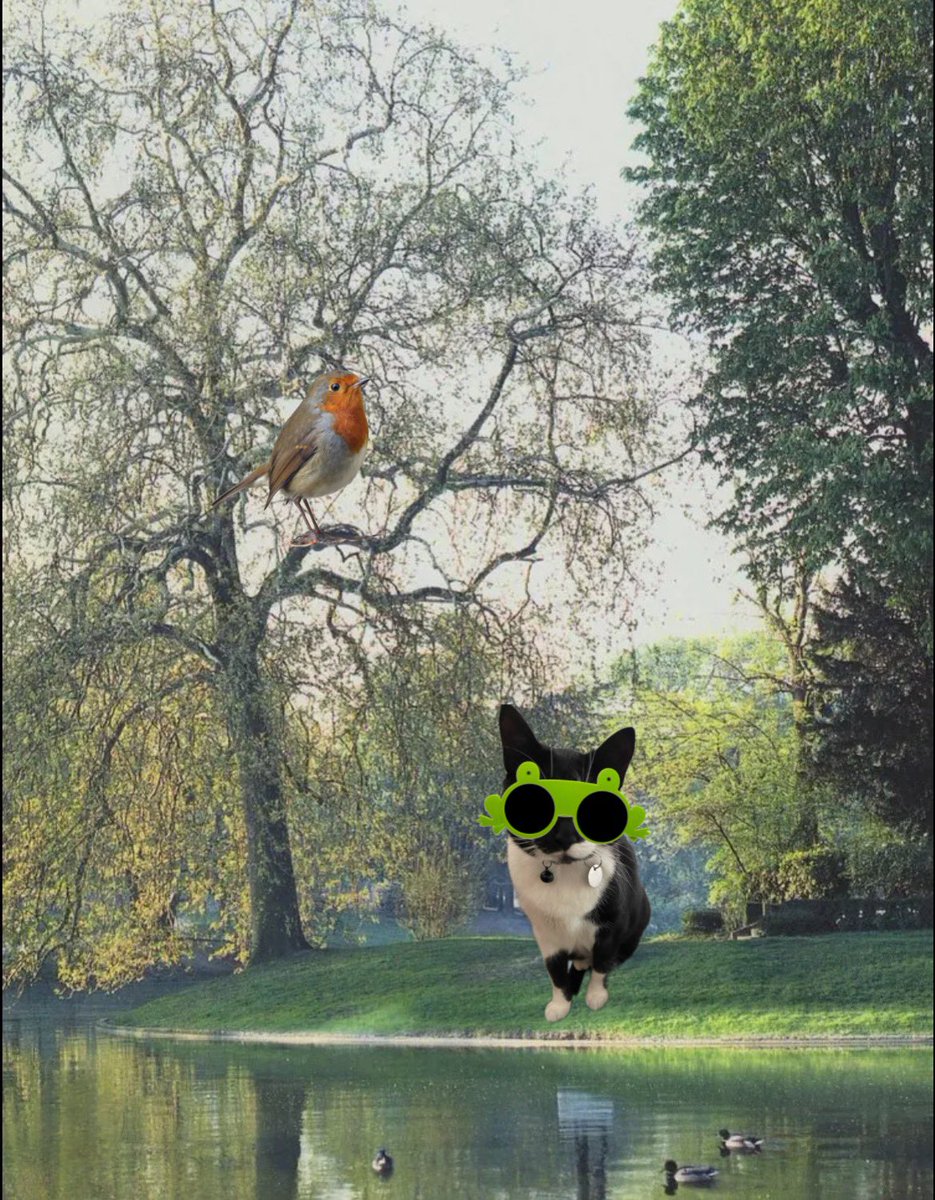 Weethor reporte: Bois de Boulogne - Paris France - 5:00PM Sunday 21 - twelbe degwrees an partlee sunshines noned wain som wain laytor windes modorates soufforlee hay kittee cates yous finks dis European Robin maybee sings som Taylor Swift?! #MitziWeatherCat #CatsOfX #CatsOnX