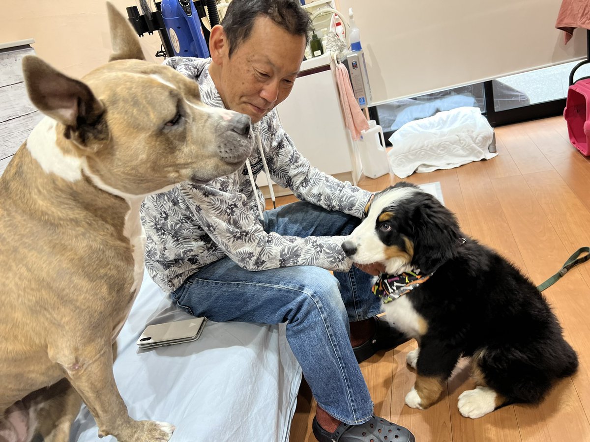 sitterkawai's tweet image. 大型犬と小さいおじさん（笑）
大きくても、小さくてもナカーマ

#ピットブル
#バーニーズ
#packwalk
#ドッグのメンタリスト