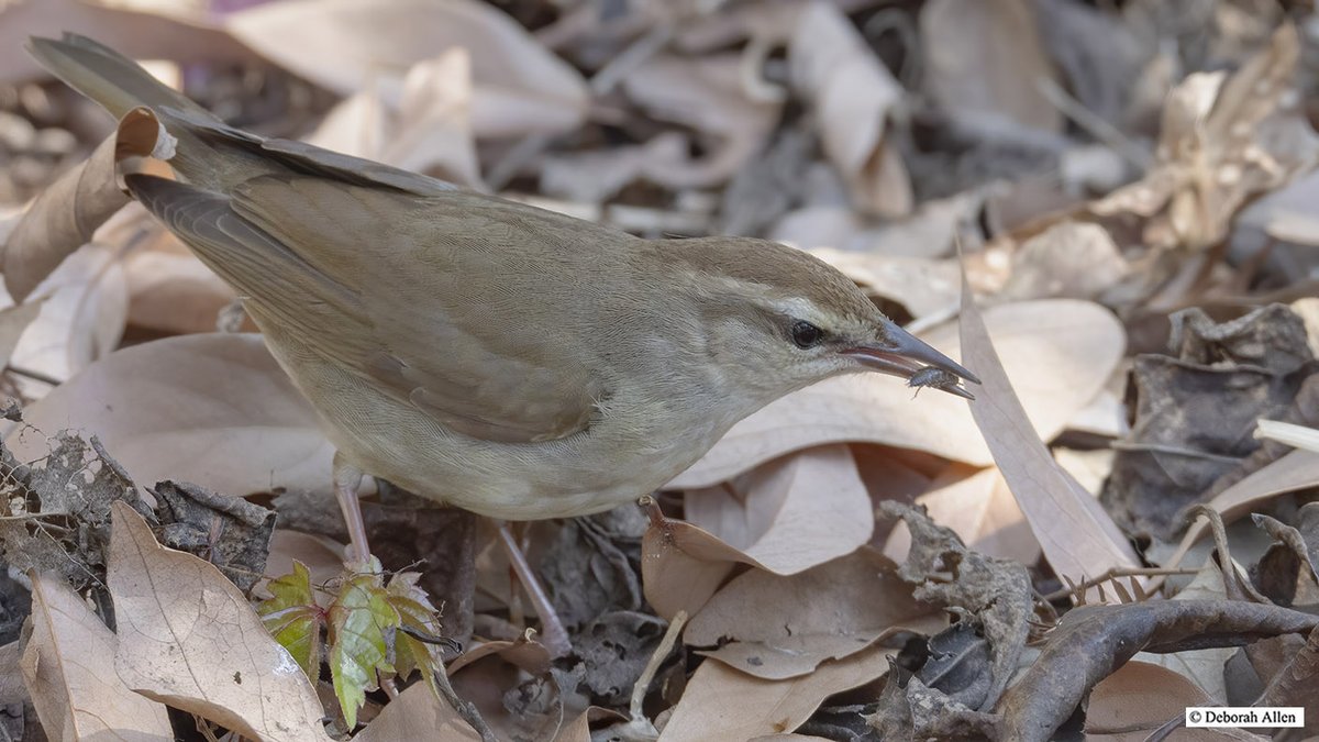 Swainson's Warbler with isopod lunch Saturday in Brooklyn Bridge Park. @BirdBrklyn