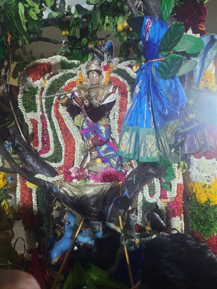 Sri Mannargudi Rajagopalswami in Punnai Mara Vahanam Panguni Brahmotsavam