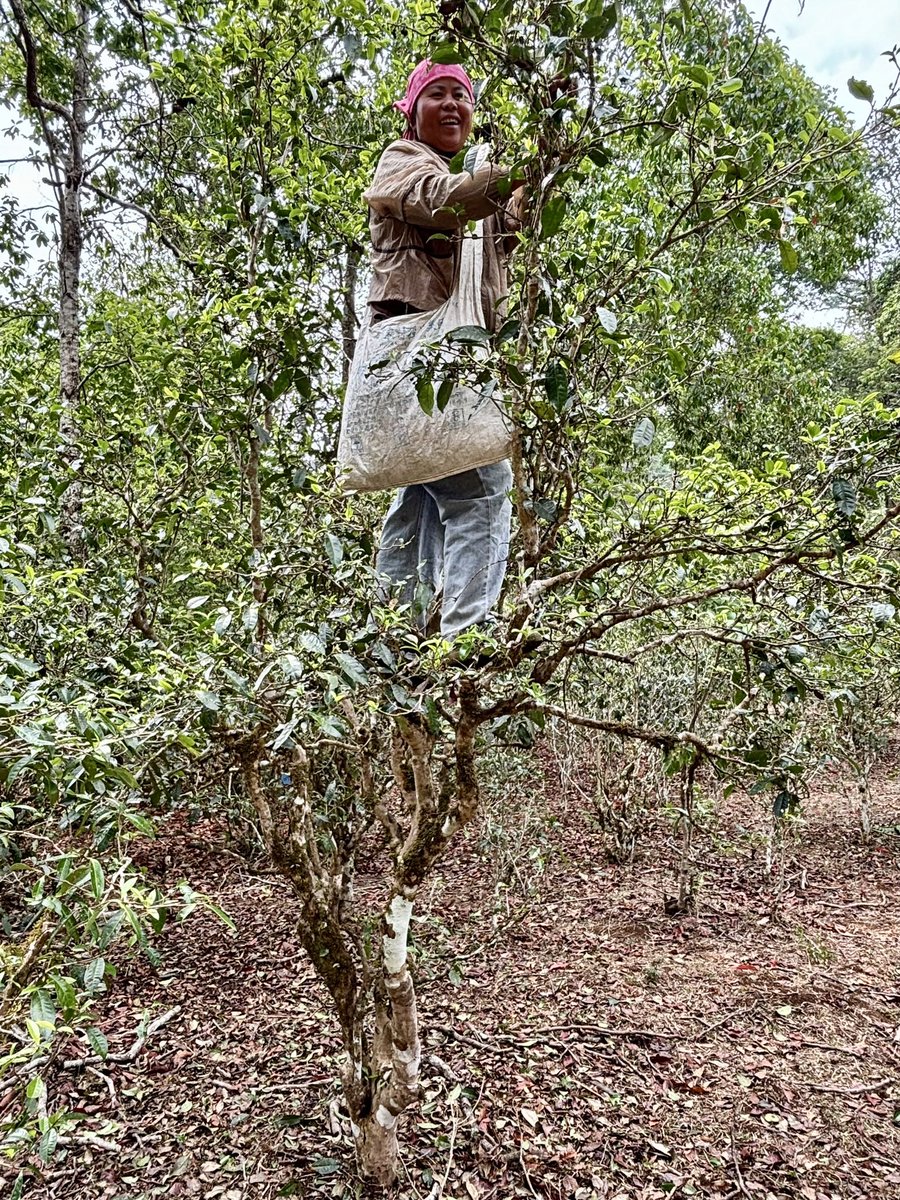 CrossingsTea's tweet image. Tea picking #puer #ancient #teatree #forest