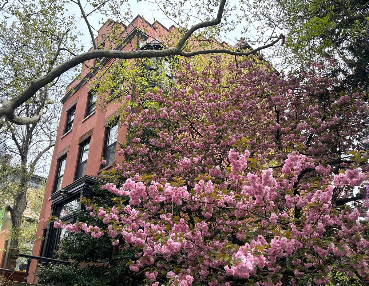 #clintonstreet #cobblehill #Brooklyn #NewYorkCity #spring #cherryblossoms #SAKURA #nature #NaturePhotograhpy #NatureLover #StreetStyle #streetphotography #mobilephotography #capturestreets  #cityscapes #trees #photooftheday #newyorkstateofmind #brooklynphotography