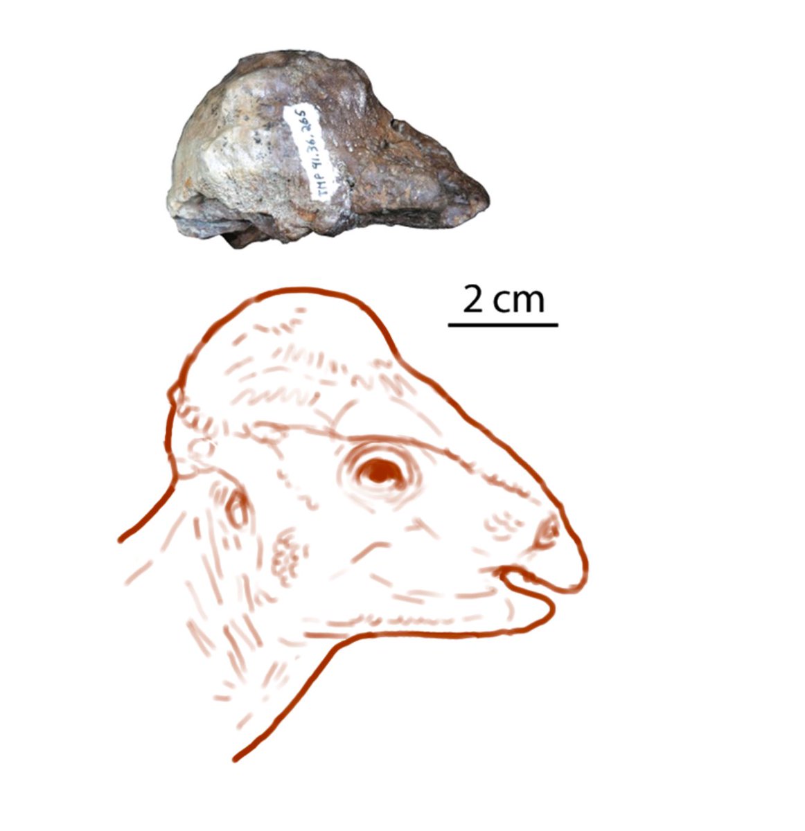 Couldn’t help myself but sketch up a quick life reconstruction seeing how apparently influential the ‘Mycocephale’ sculpture was. Here I keep the associated squamosal material in mind described in the same paper with the missing parts filled in with Prenocephale.