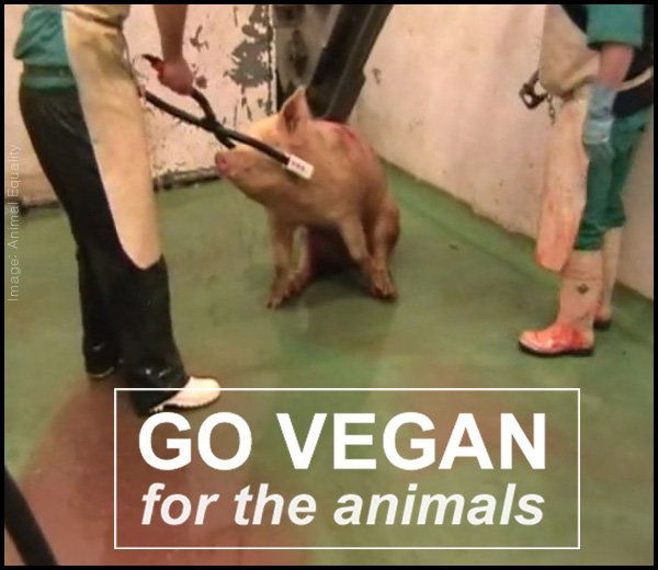 Go vegan for the animals
