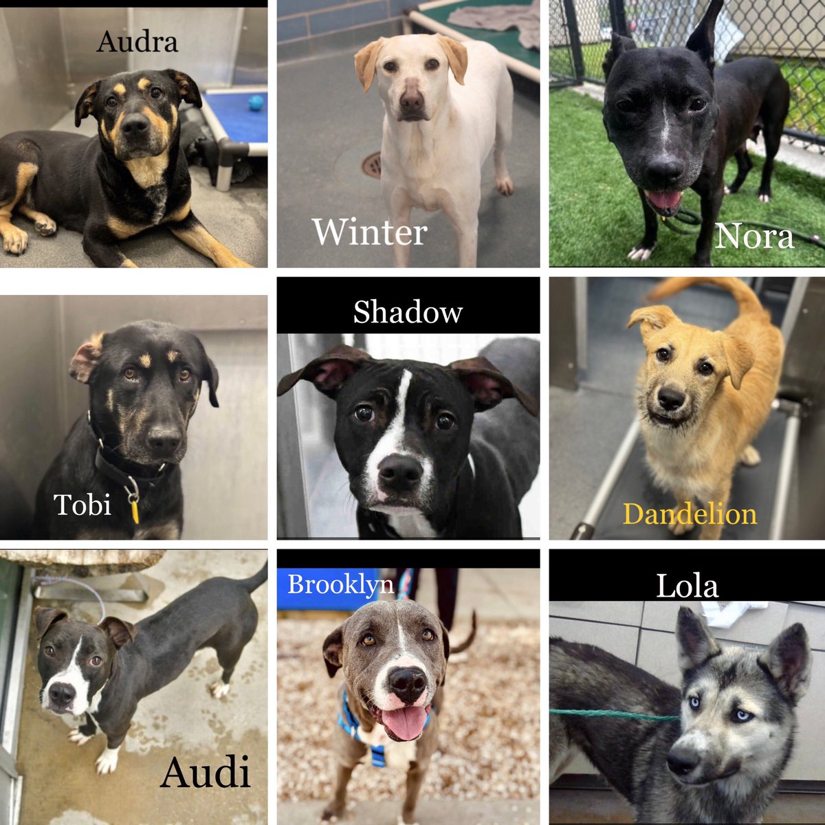 These 9 wonderful pups in Dallas TX are kill listed & desperately waiting for rescues, fosters or adopters. Each of them are beautiful souls who will make wonderful family companions. Pls SHARE & pledge. No amount is too small. Let’s save these precious pups! Transport available!