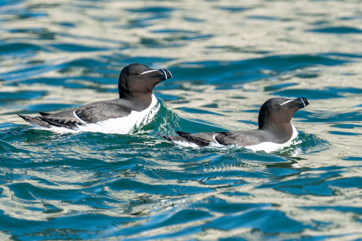 Razorbill. Great news for the #Needles #IoW colony. I saw none last year; now groups among #guillemot rafts on sea. A thriving colony @HantsIWWildlife @CHOG_birds @Natures_Voice @birdingplaces @BirdlifeOz @LymKeyRanger