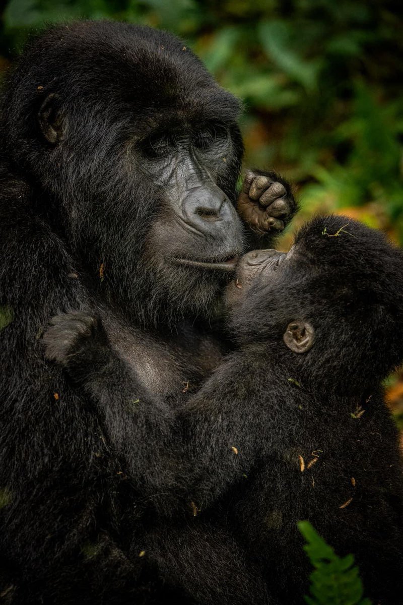 Types of Gorillas- Part 1 1. Mountain Gorillas 🦍Conservation Status- Endangered, with a population of about 1,000 ⛰️ Where they Live- Rwanda, Uganda, Democratic Republic of the Congo 📸: Courtesy- Taken in Bwindi Impenetrable NP #GorillaTrekking #amici23 #bbtvi #Halving