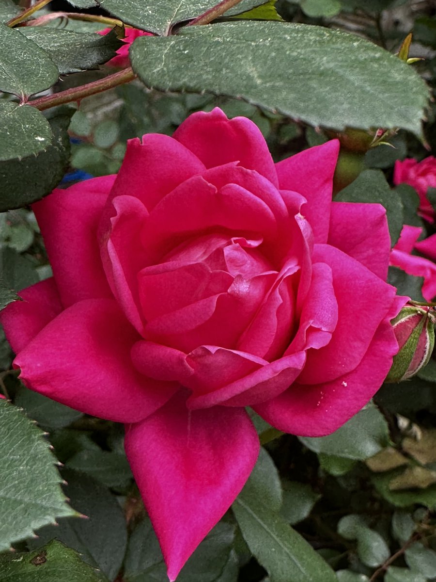Have a wonderful blessed Sunday morning everyone.Share them beautiful roses and good wishes!#RosesOfX #GardeningX #SundayMotivation