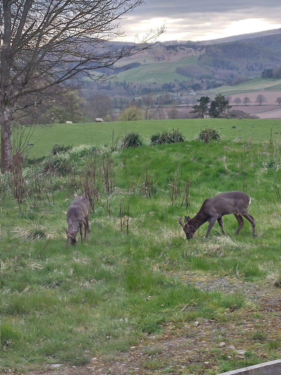 Unlike the deer pics we used to post from Somerset, where we used to live, these are Scottish Borders deer, where we are on holiday. The Borders hare and the tawny owl would not stay to be photographed. Next stop: Edinburgh. And @HamiltonMusical !